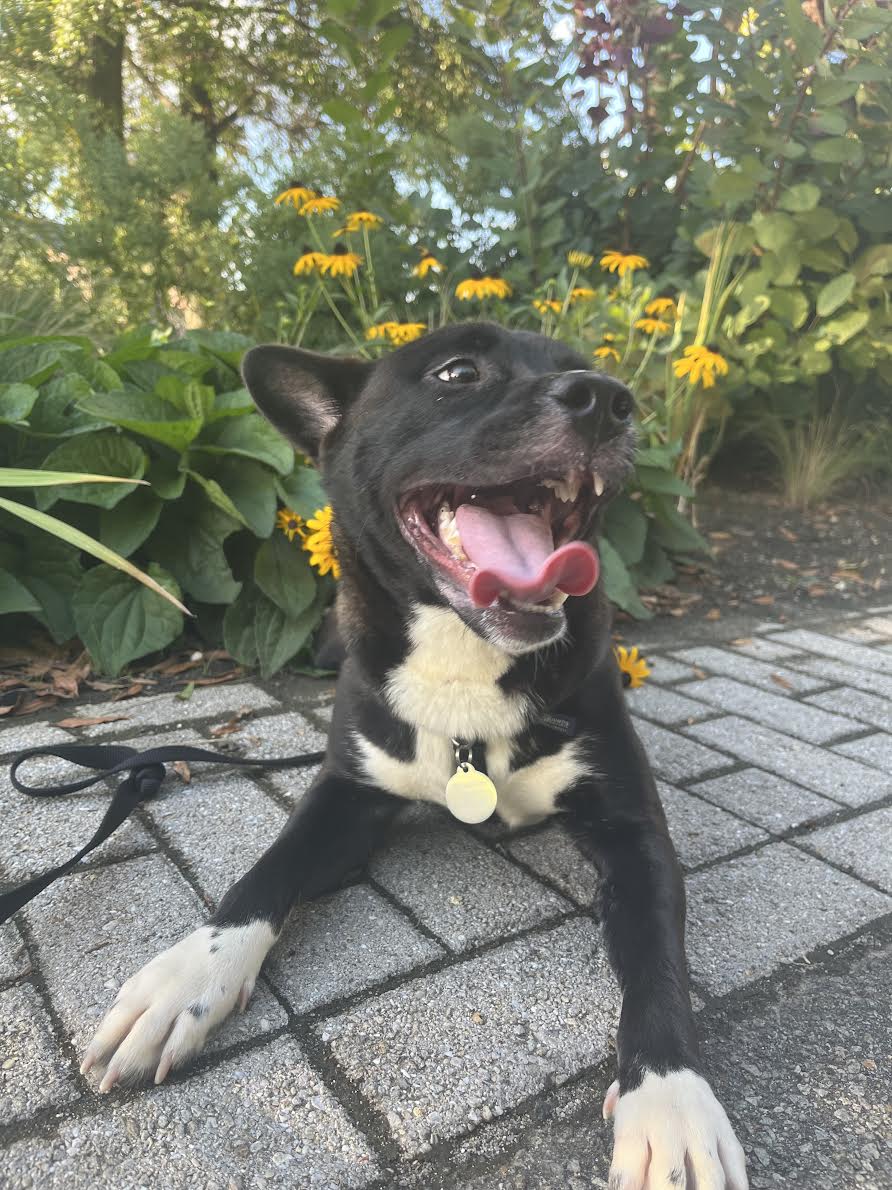 A happy rescue dog ready for its foster home